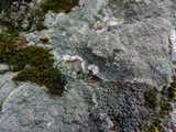 Diploschistes scruposus image