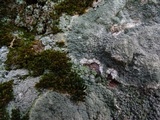 Diploschistes scruposus image