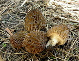 Morchella snyderi image