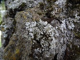 Physconia americana image