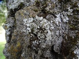 Physconia americana image