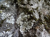 Physconia americana image
