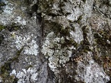 Physconia americana image