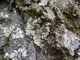 Physconia americana image