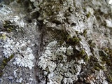 Physconia americana image