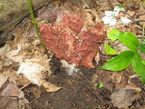 Gyromitra brunnea image