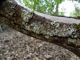 Parmelina coleae image