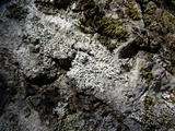 Physcia tenella ssp. tenella image