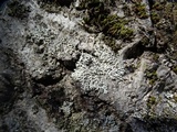 Physcia tenella ssp. tenella image