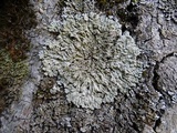 Physconia enteroxantha image