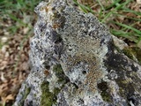 Lecanora muralis image