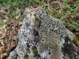 Lecanora muralis image