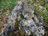 Lecanora muralis image