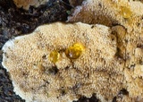 Steccherinum ochraceum image