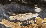 Steccherinum ochraceum image