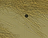 Steccherinum ochraceum image