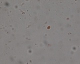 Steccherinum ochraceum image