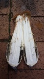 Battarrea phalloides image