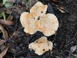 Cuphophyllus pratensis image