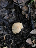 Cuphophyllus pratensis image