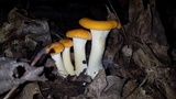Cantharellus phasmatis image