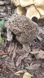 Grifola frondosa image