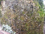 Chromocyphella galeata image