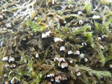 Chromocyphella galeata image