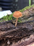 Flammulaster muricatus image