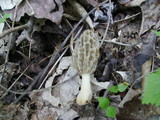 Morchella diminutiva image