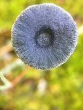Arrhenia chlorocyanea image