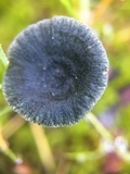 Arrhenia chlorocyanea image