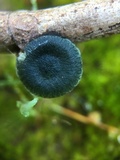Arrhenia chlorocyanea image
