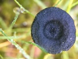 Arrhenia chlorocyanea image