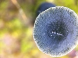 Arrhenia chlorocyanea image