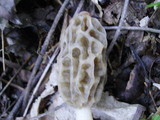 Morchella diminutiva image