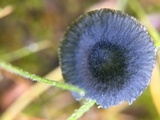 Arrhenia chlorocyanea image