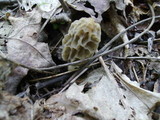 Morchella diminutiva image