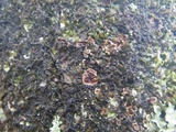 Septobasidium quercinum image