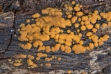 Sphaerosporium lignatile image