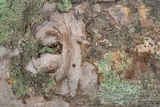 Vuilleminia comedens image