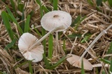 Bolbitius reticulatus image