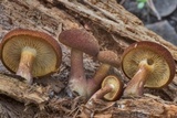 Tricholomopsis rutilans image