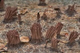 Stemonitis fusca image