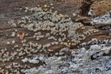 Ceratiomyxa fruticulosa var. fruticulosa image