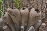 Urnula craterium image