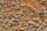 Antrodia serialis image