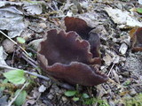 Peziza phyllogena image
