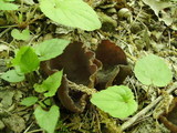 Peziza phyllogena image