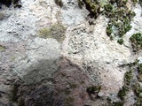 Caloplaca demissa image
